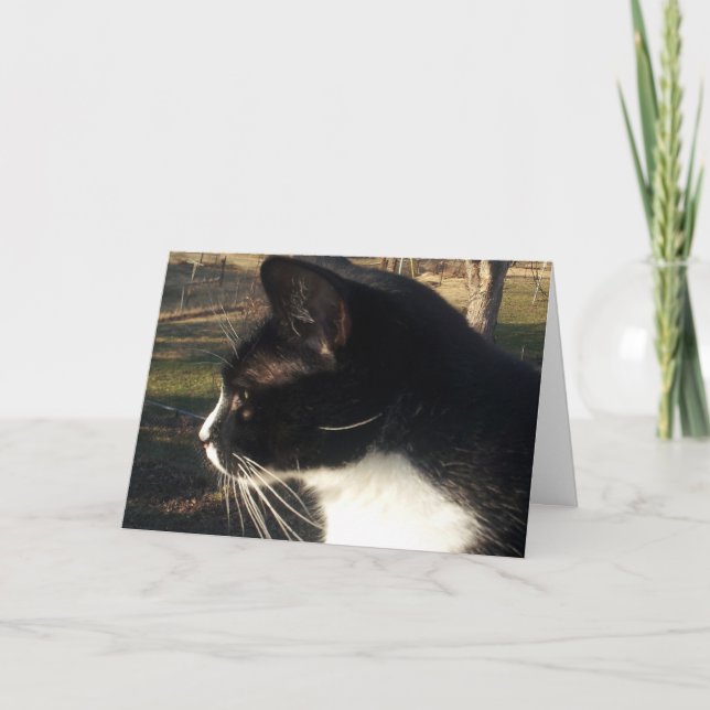 Tarjeta Pérdida de un Mascota de gato (Anverso)