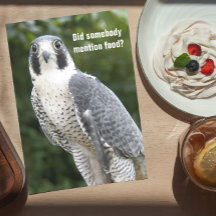 Peregrine Falcon Photo Funny Birday Card