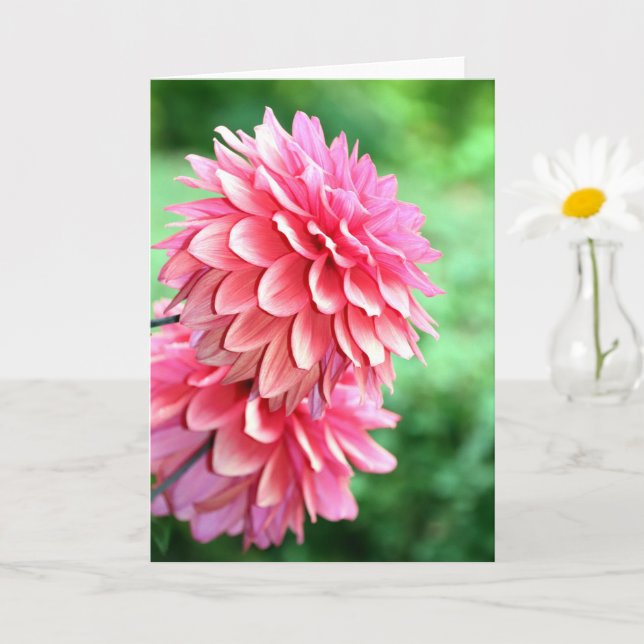 Tarjeta Perfil de Dahlia (Planta pequeña)