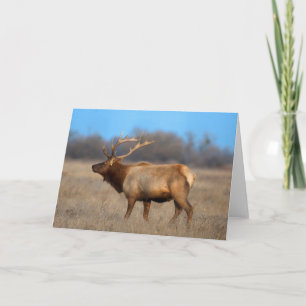 Tarjeta Perfil de elk en otoño