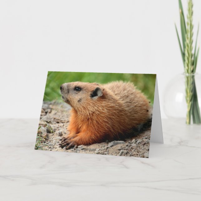Tarjeta Perfil de Groundhog (Anverso)