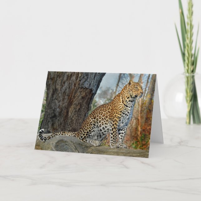 Tarjeta Perfil de leopardo (Anverso)