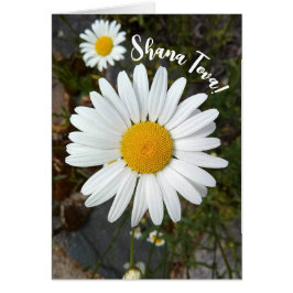 Tarjeta Perky White Daisy Flower Rosh Hashanah