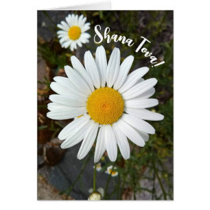 Tarjeta Perky White Daisy Flower Rosh Hashanah