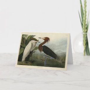 Tarjeta Perón morado - de los pájaros de Estados Unidos de