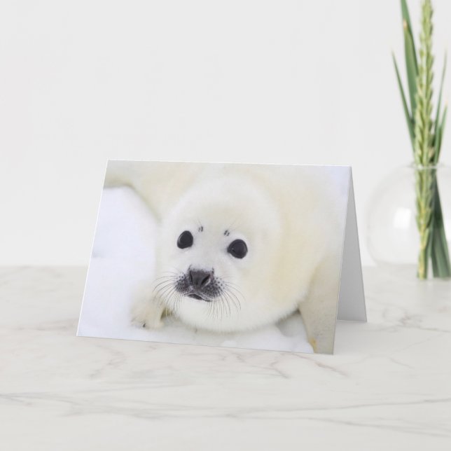 Tarjeta Perrito de foca de Groenlandia del bebé en el (Anverso)