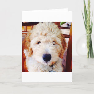 Tarjeta Perrito de Goldendoodle