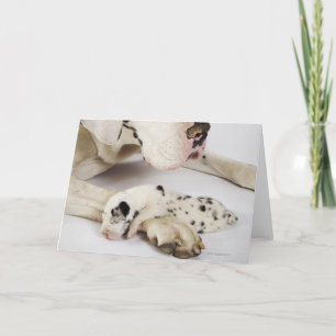 Tarjeta Perrito de great dane del Harlequin que duerme en