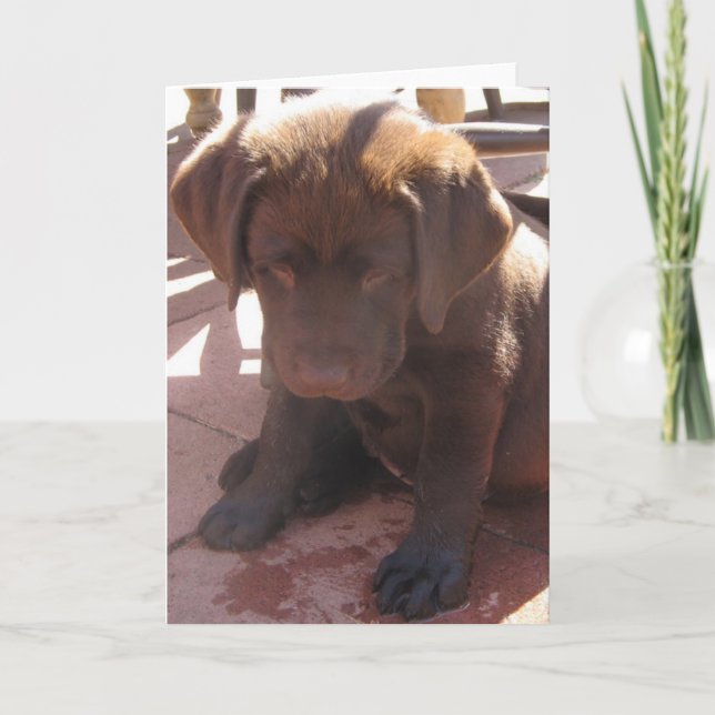 Tarjeta Perrito de Labrador del chocolate (Anverso)