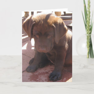 Tarjeta Perrito de Labrador del chocolate
