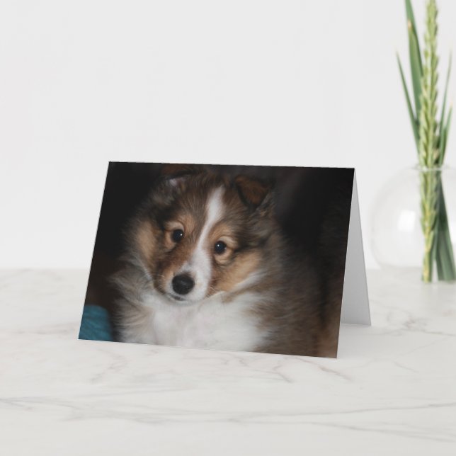 Tarjeta Perrito de Sheltie (Anverso)