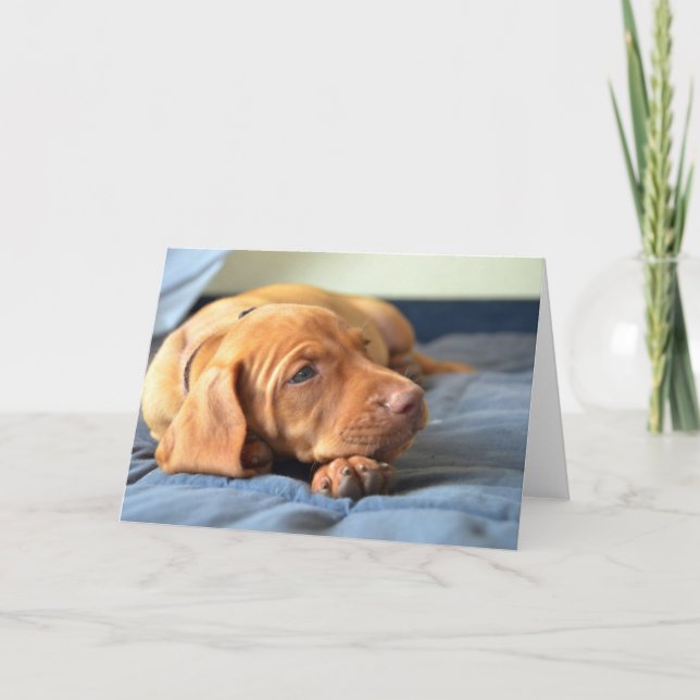 Tarjeta Perrito de Vizsla que descansa sobre su pata (Anverso)