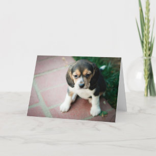 Tarjeta Perrito del beagle que se sienta