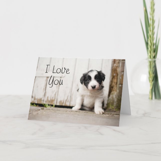Tarjeta Perrito del border collie (Anverso)