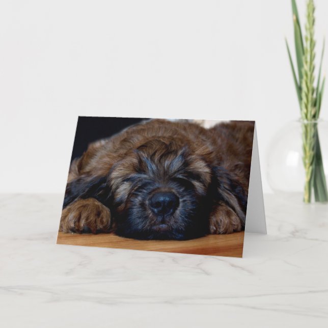 Tarjeta perrito del briard (Anverso)