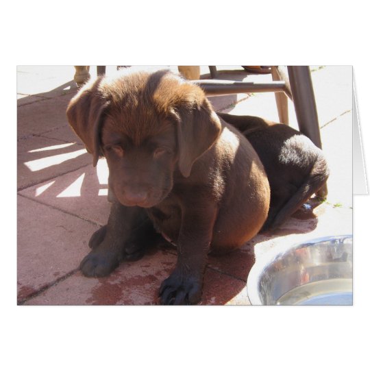 Tarjeta Perrito del laboratorio del chocolate