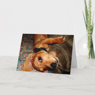 Tarjeta Perrito del mascota del Dachshund