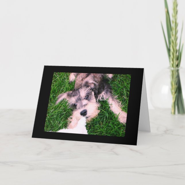 Tarjeta Perrito del Schnauzer--¡"Deje van! " (Anverso)