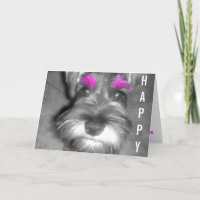 Perrito del Schnauzer miniatura del tipo del feliz