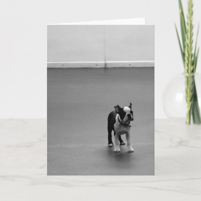 Tarjeta Perrito DRU de Boston Terrier (Anverso)