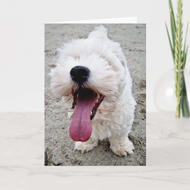 Tarjeta Perrito feliz de Malteese (Anverso)