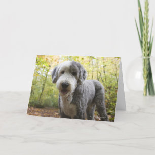 Tarjeta Perrito inglés del perro pastor en bosque