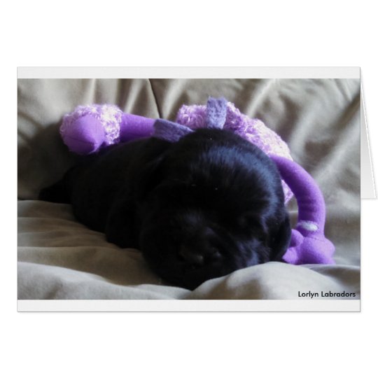 Tarjeta Perrito negro del labrador retriever en una