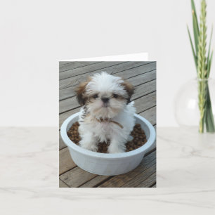 Tarjeta Perrito Notecards de Shih Tzu