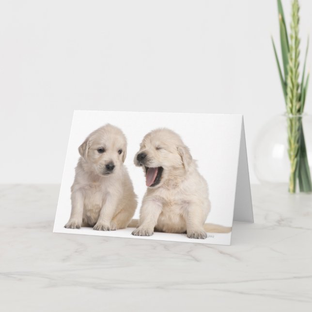 Tarjeta Perritos del golden retriever (4 semanas de viejo) (Anverso)