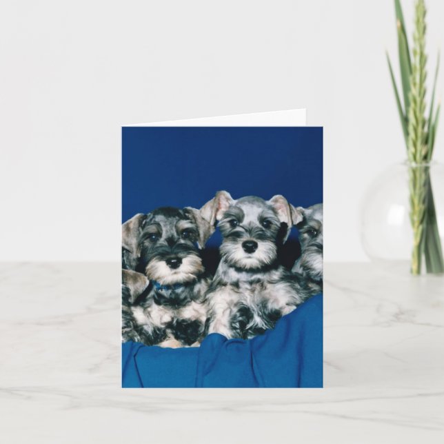 Tarjeta Perritos del Schnauzer miniatura (Anverso)