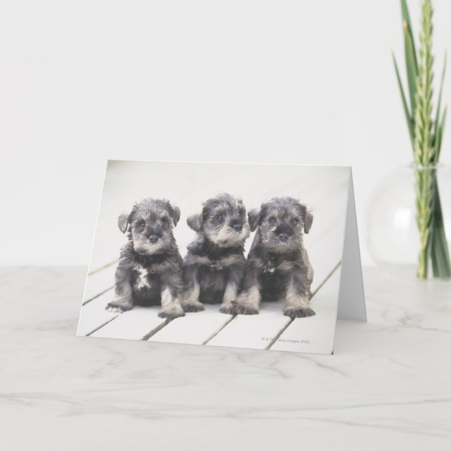 Tarjeta Perritos del Schnauzer miniatura (Anverso)