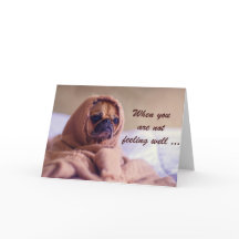 Perro asqueroso, simpatía, humor.