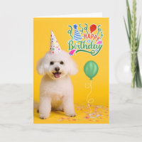Perro Bichon Frise con sombrero de fiesta sobre cu
