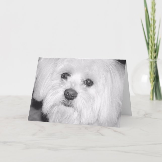 Tarjeta perro blanco (Anverso)