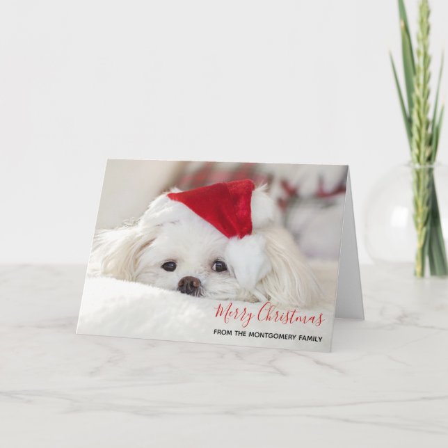 Tarjeta Perro blanco lindo en un Gorra de Navidades rojos (Anverso)