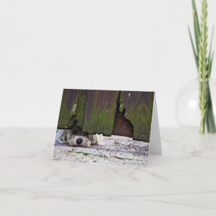 Tarjeta Perro blanco que mira a escondidas debajo de la