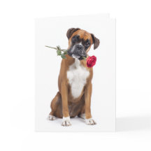 Perro Boxer en San Valentín
