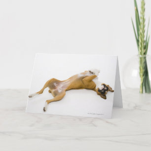 Tarjeta Perro bóxer tendido en su espalda en el suelo