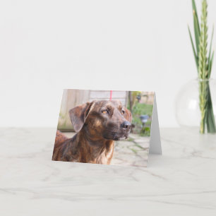 Tarjeta Perro Brin Notecard del rescate de Nowzad