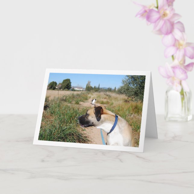 Tarjeta Perro buscando gato (Orquídea)