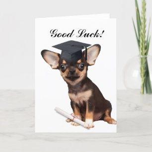 Tarjeta Perro Chihuahua graduado
