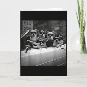 Tarjeta Perro Chihuahua Pandillero Callejero Divertido Chi