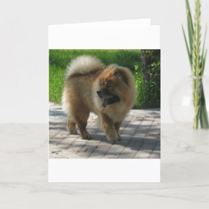 Tarjeta perro chino de perro chino lleno