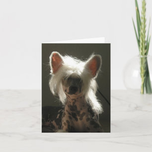 Tarjeta Perro con cremallera