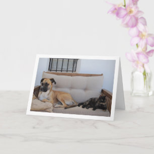 Tarjeta Perro con gato en el banco