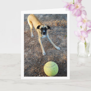Tarjeta Perro con pelota de tenis grande