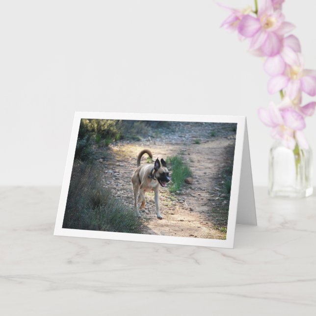 Tarjeta Perro Corriendo y Saltando (Orquídea)