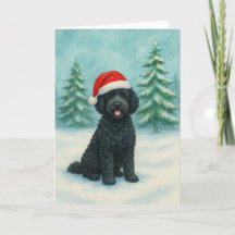 Perro de Agua Portugués