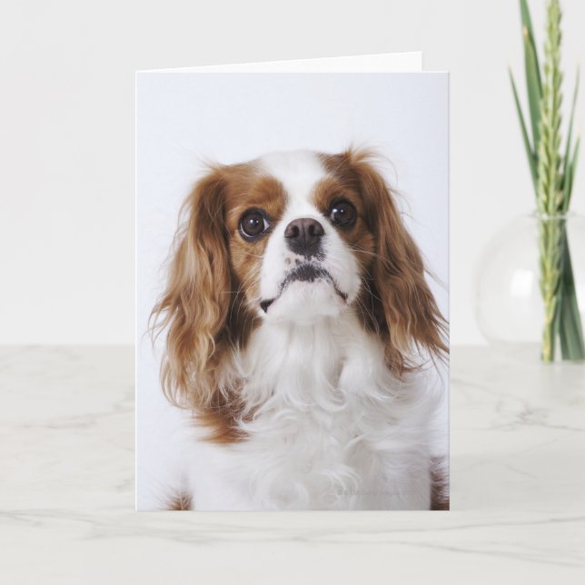 Tarjeta Perro de aguas de rey Charles arrogante que se (Anverso)
