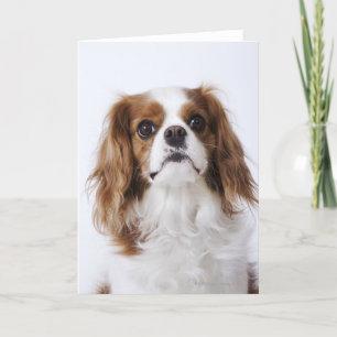 Tarjeta Perro de aguas de rey Charles arrogante que se
